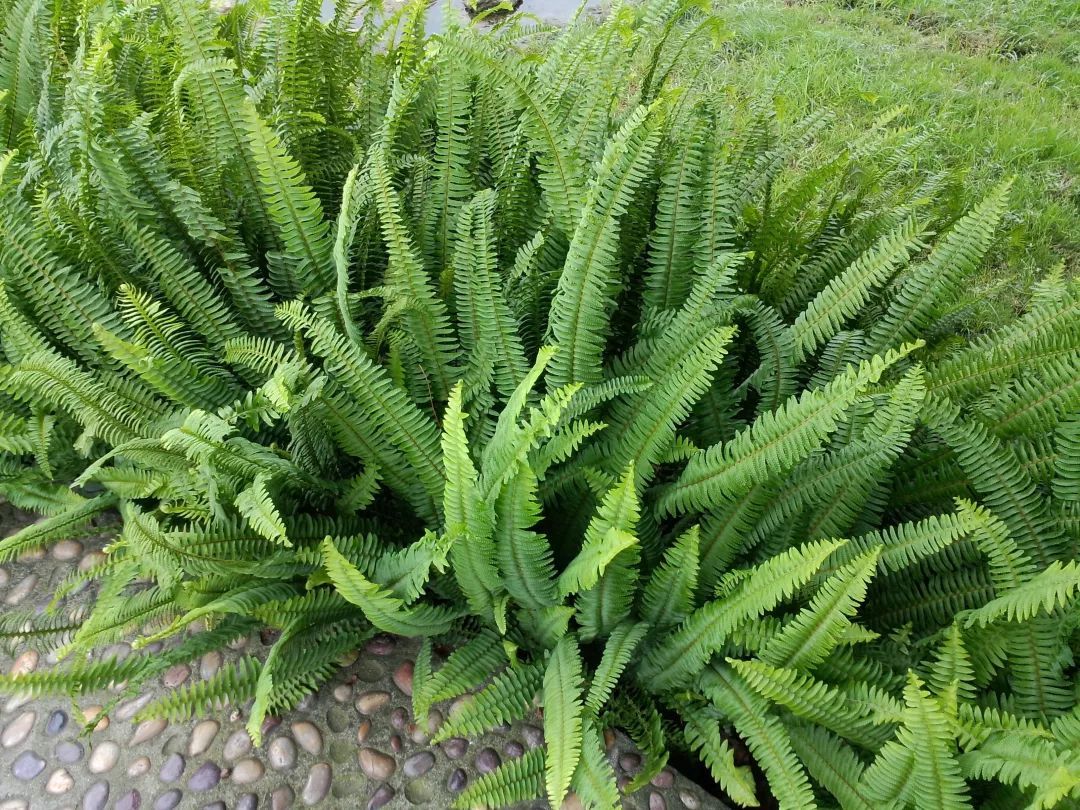 100种常见观叶植物图鉴史上最全,农村常见的100种植物