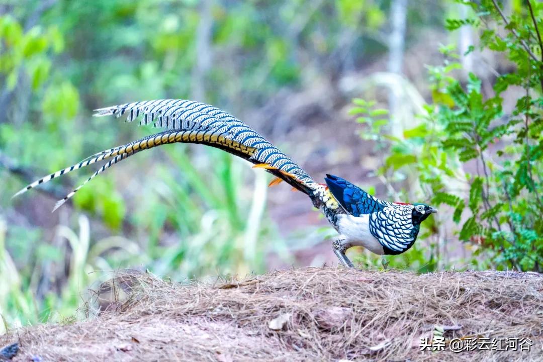 中国云南哪里好看,云南的云彩为什么好看