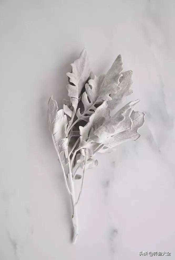 8种能做干花的鲜花，男朋友送的花就这么做