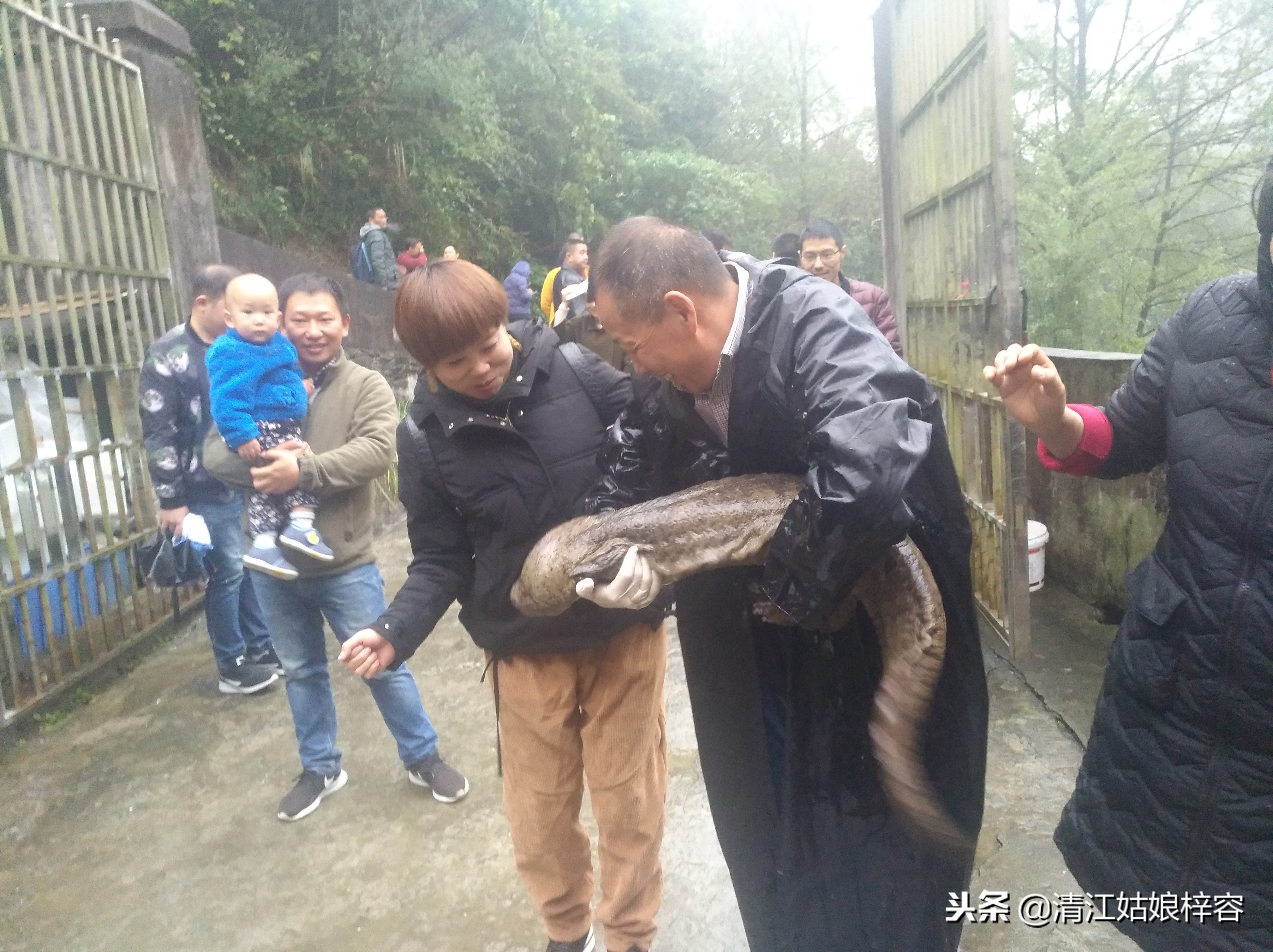 贫困山区农民想养娃娃鱼脱贫？希望变绝望全砸手里了，出路在哪