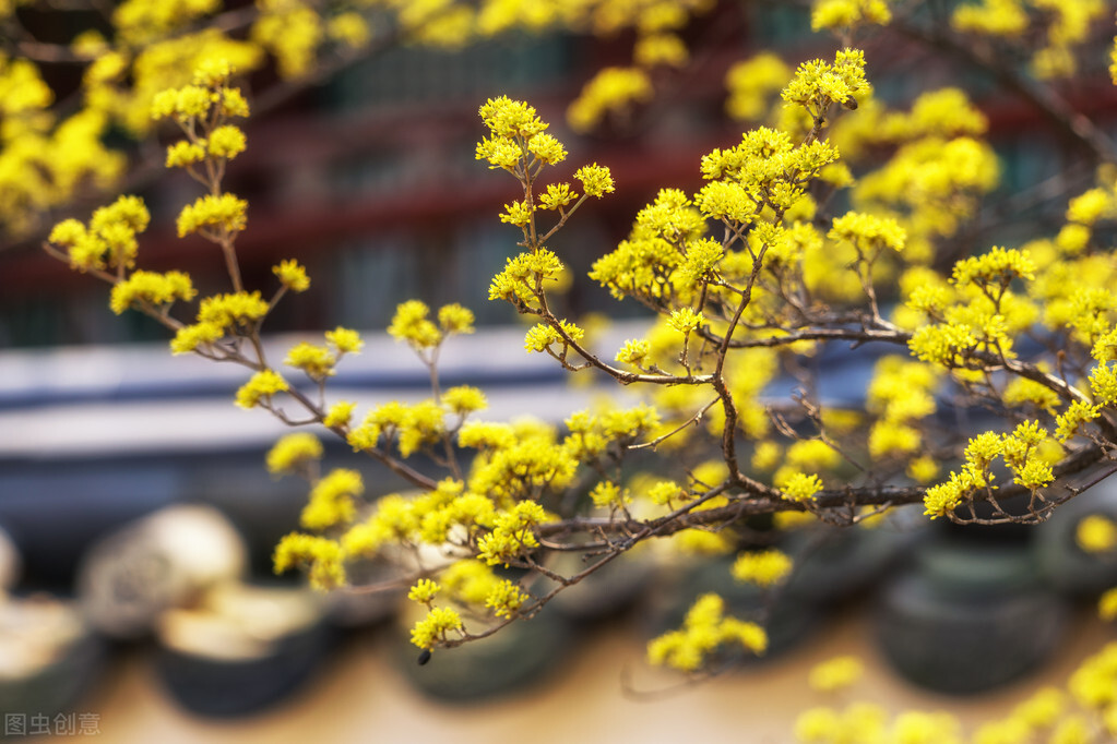即将开花的十种植物,先长叶后开花的植物