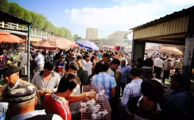 在*疆新**！你戴不了鸽子蛋，但喝得起鸽子汤！
