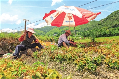 柘荣发展规划,柘荣乡村旅游发展