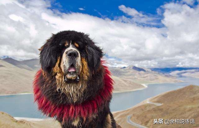 这才是真正的中华田园大黄犬,真正的中华田园犬是大黄狗吗