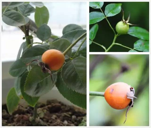 月季玫瑰蔷薇芍药牡丹的区别,月季玫瑰蔷薇都属于什么科