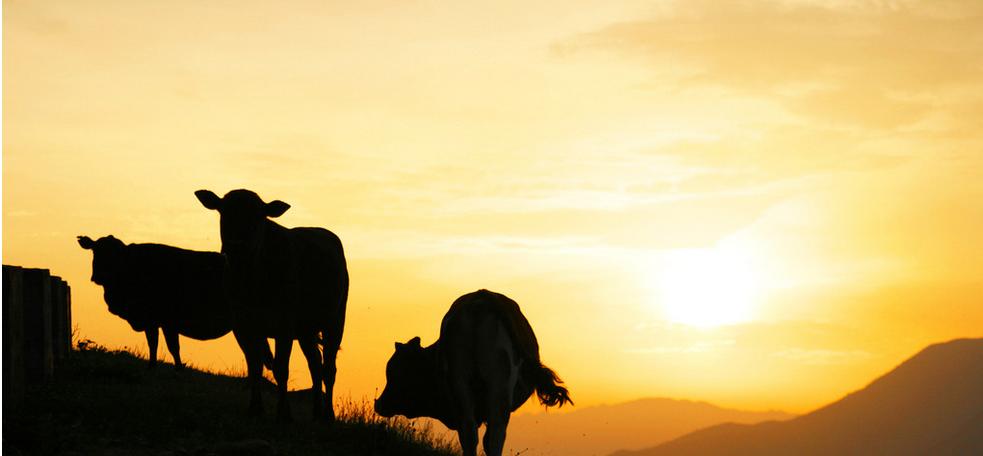 月夜表现杜甫思乡之情的句子,杜甫赞美故乡的诗句