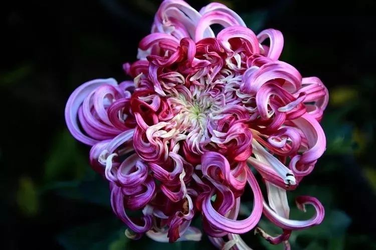 花中四君子菊花,花中四君子菊花的简介