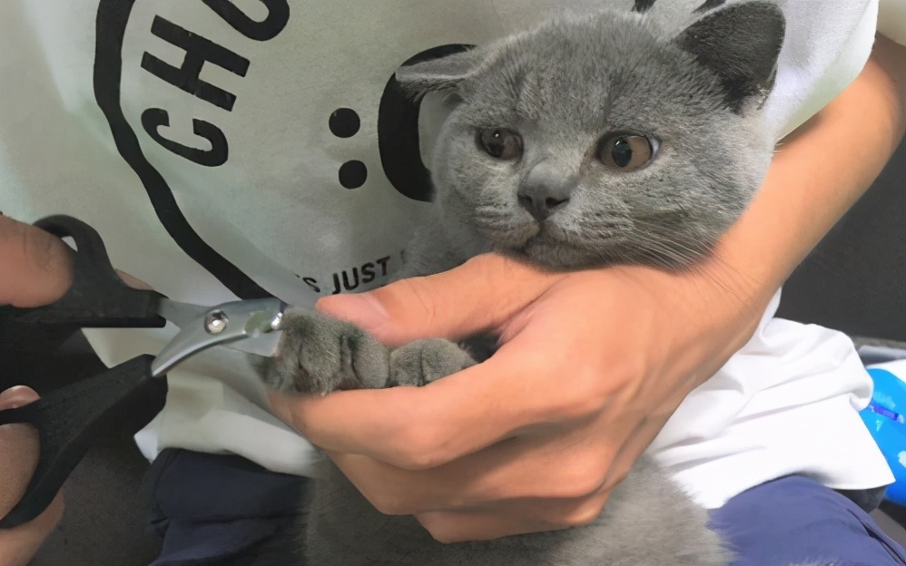 新手养猫咪多久洗一次澡合适,猫咪多少天洗一次澡比较适合