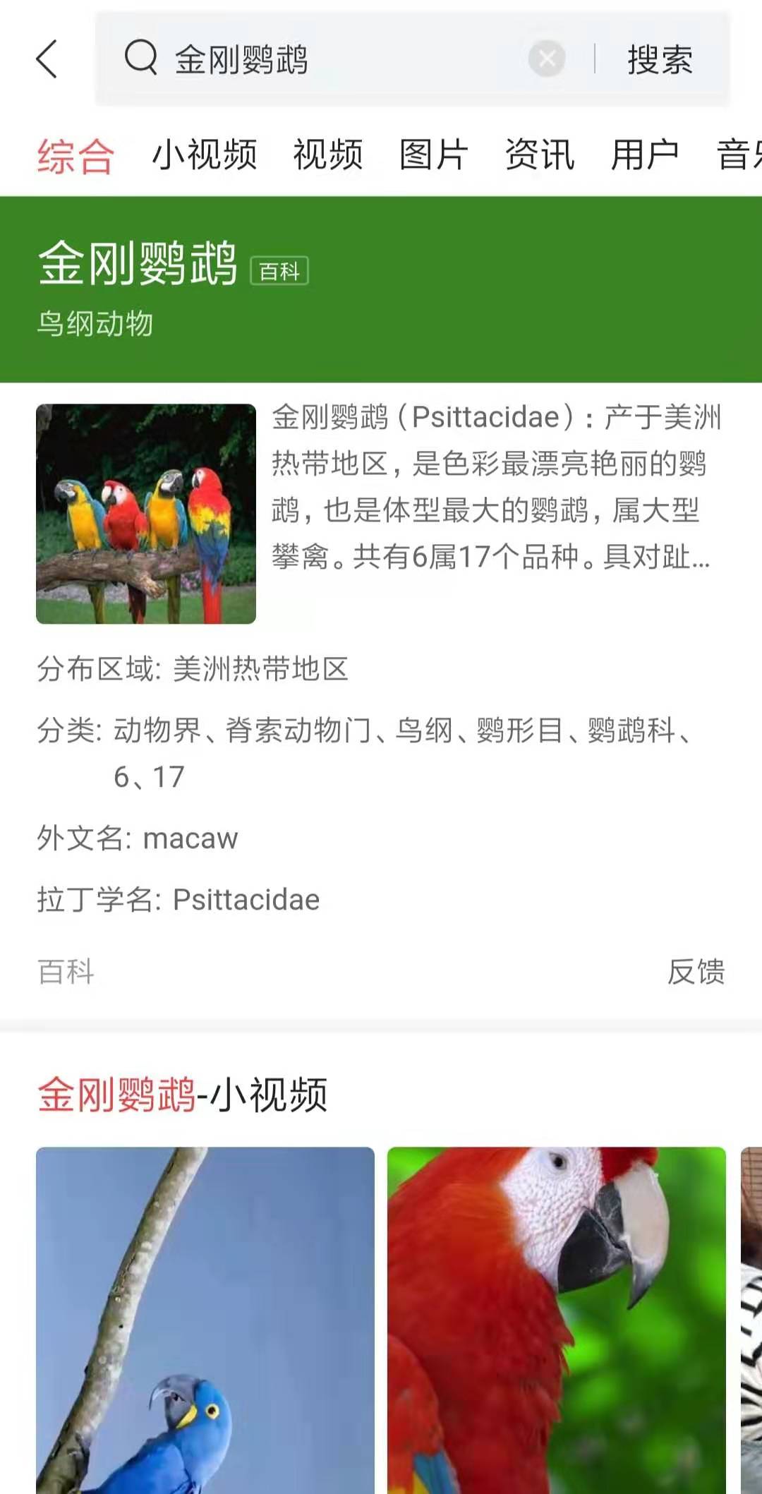 金刚鹦鹉都会学些什么,金刚鹦鹉科普知识