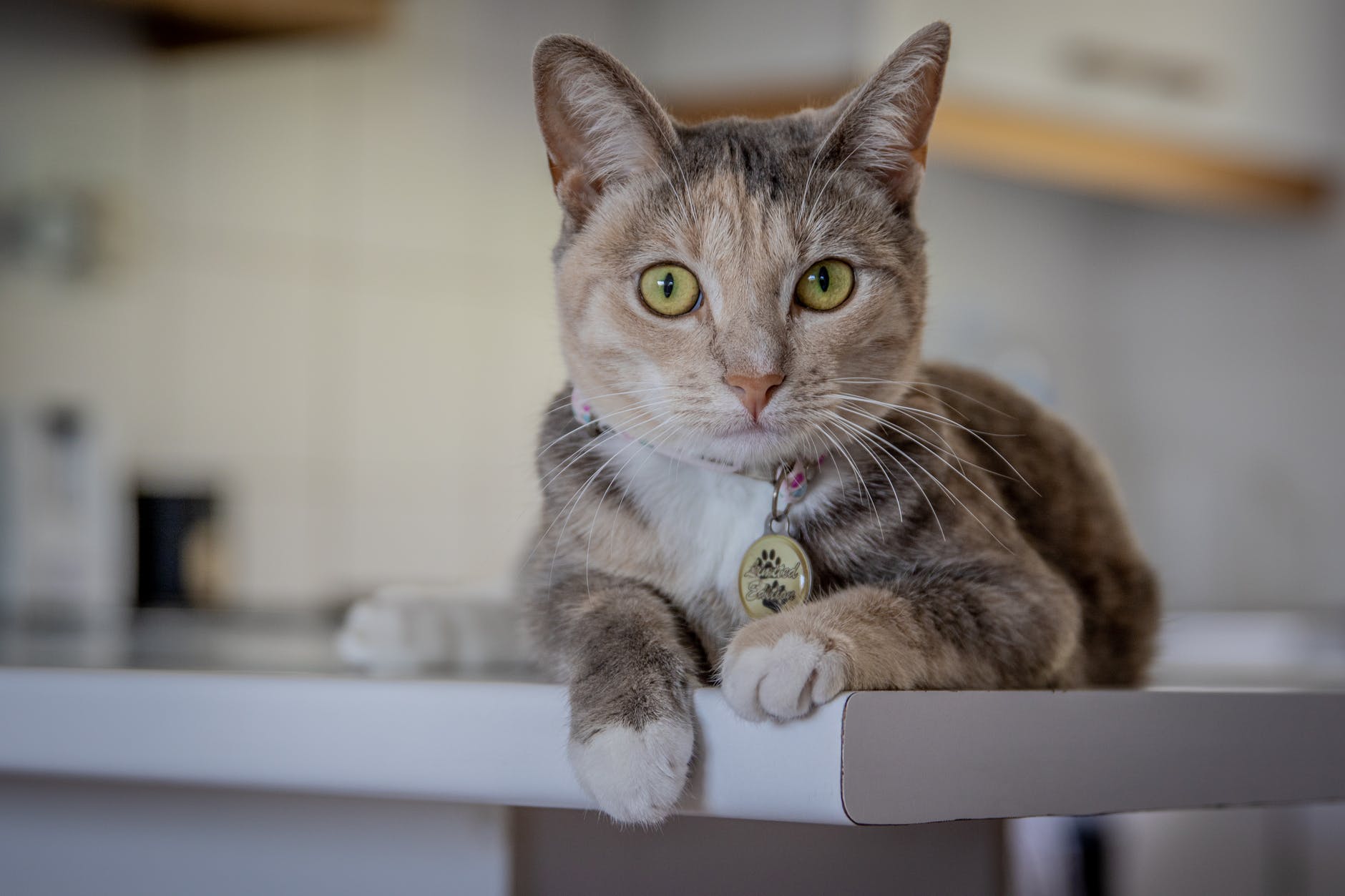 猫每年打疫苗都过敏是真疫苗吗,猫咪打完疫苗什么是过敏反应