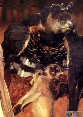 空中十大猛禽排行榜,世界前十猛禽排名图表