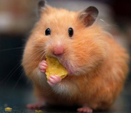 仓鼠贪吃是本性，除此之外吞噬能力与颜值远超噬元兽