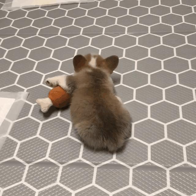 小短腿柯基居然有三个不同品种,小短腿柯基有多可爱