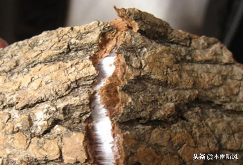 冬季适合种植什么中药材,适合夏季种植的五种中药材推荐