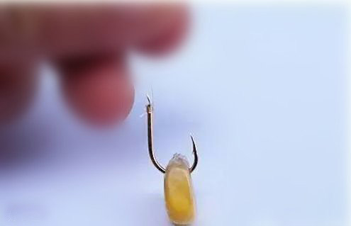 用玉米钓鱼最正确的挂钩方法,用玉米挂钩怎么才能钓到鱼