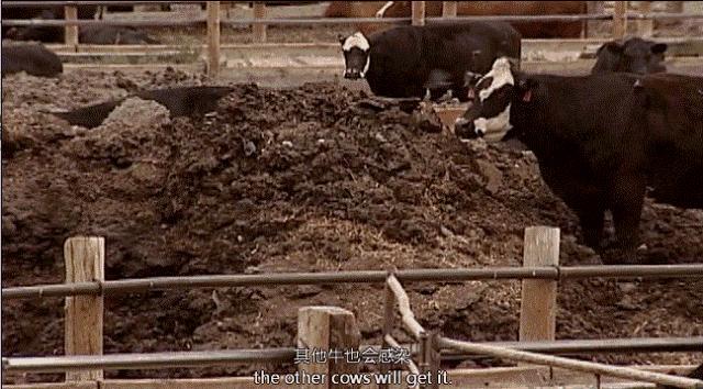 因为一个汉堡，她亲眼看着儿子死去！美国工薪阶层吃的食物有多脏