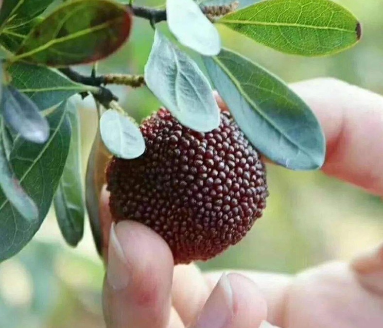 洗杨梅里头放什么东西洗好,为什么盐水可以泡出杨梅的小虫子