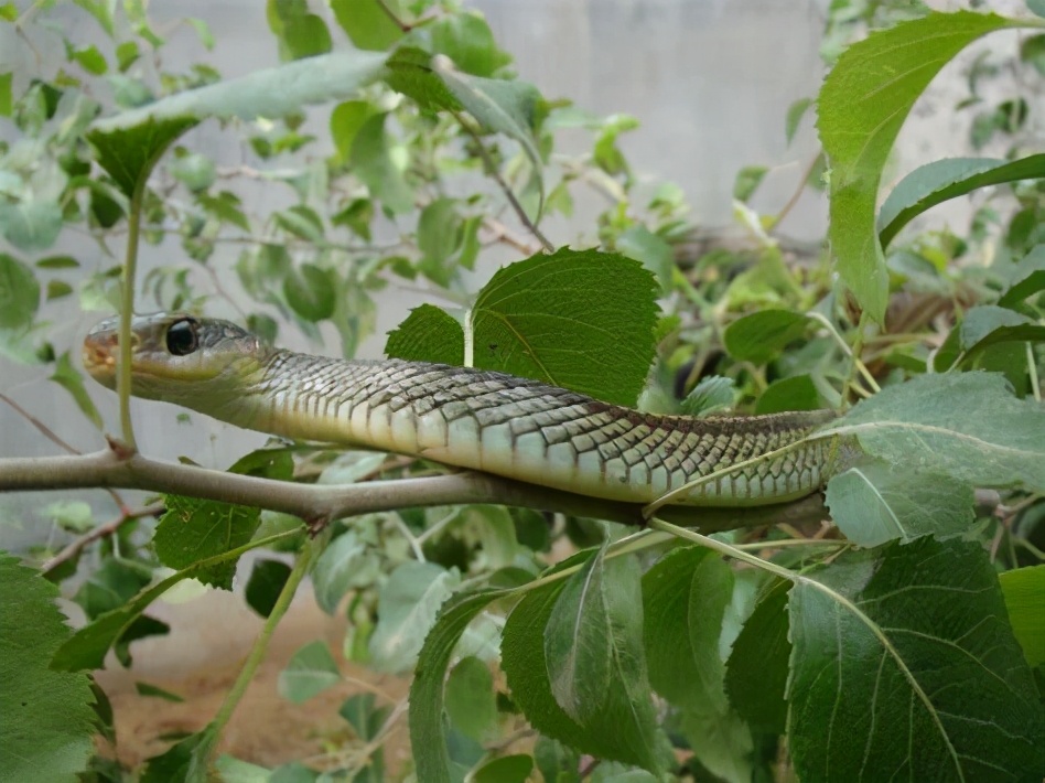 贵州出现大量的蛇进入家里,3米长大蛇出没吓坏村民