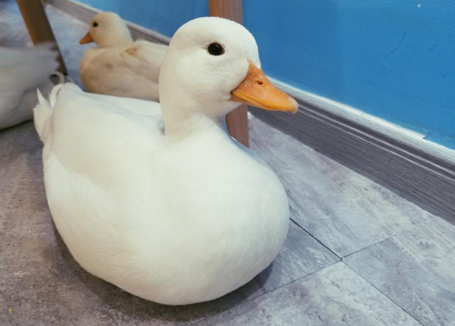 养鸡养兔有前景吗,养鸡养鸭有什么前景