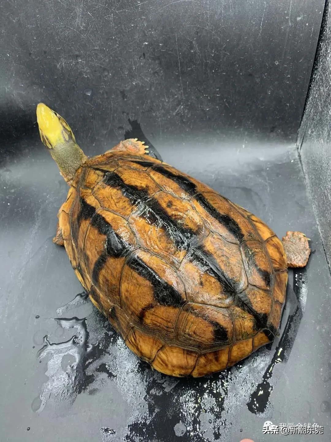 金钱龟不吃东西怎么办还不愿意动,金钱龟突然不吃东西怎么办