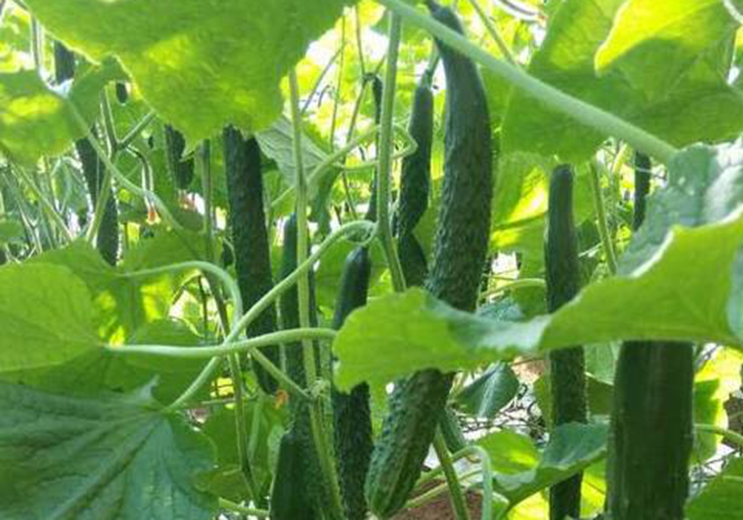 夏季黄瓜怎样育苗,露地黄瓜的育苗技巧