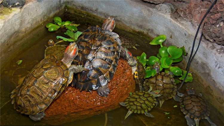 天气冷乌龟不吃食,乌龟冬天不吃食怎么办