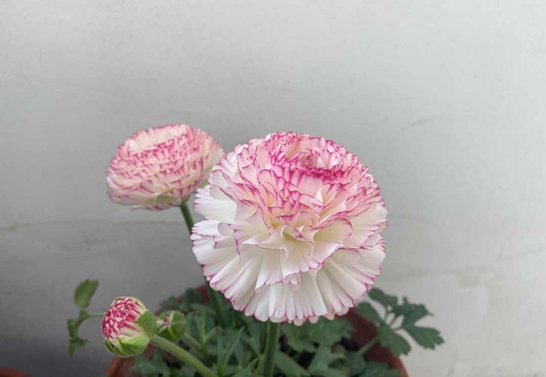 养花必备的6种小药片,什么药片可以养花生根