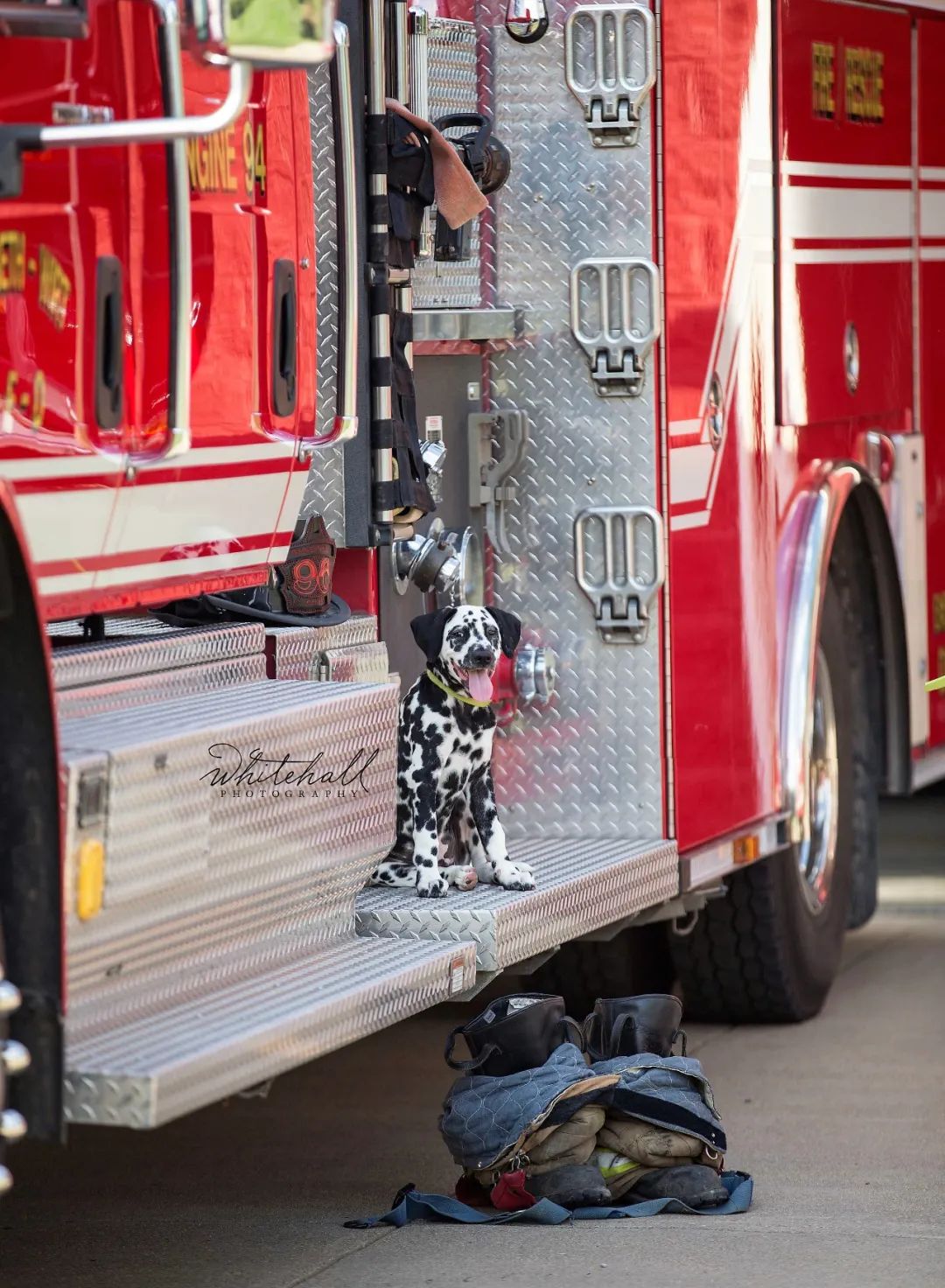 消防犬斑点狗技能,美国消防犬斑点狗