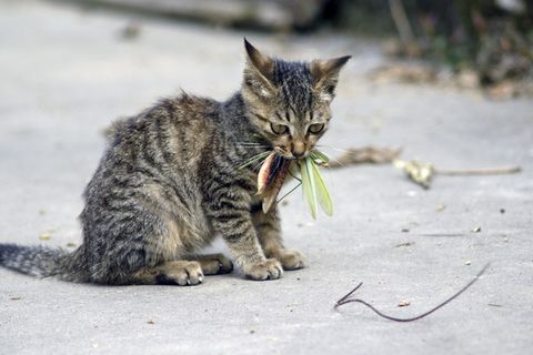 铁线虫来袭，能操纵螳螂“自杀”的寄生虫，能否控制人类？
