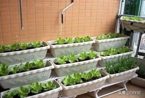 阳台小菜园手把手教你阳台种菜,阳台怎么种菜才能让菜长得肥沃