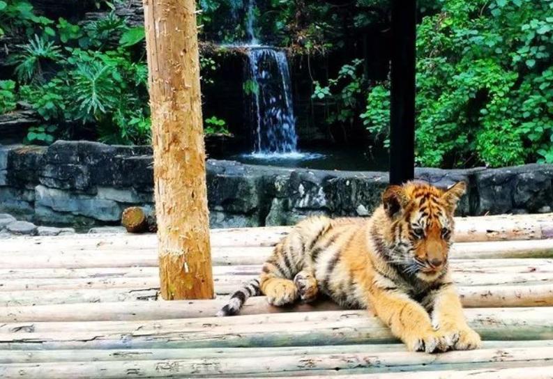 暑假带娃去广州长隆野生动物世界,研学亲子游广州长隆野生动物园