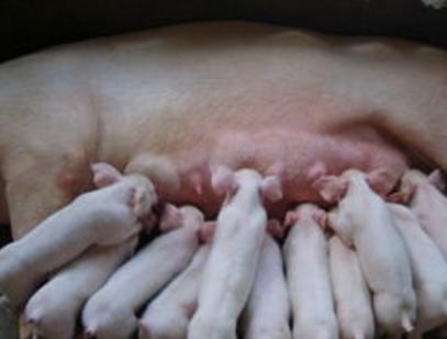 母猪使用的脱霉剂怎么选？很多养猪人掉坑里了，你要学会避免