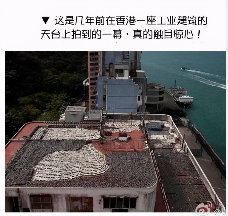 鱼翅是什么玩意儿,鱼翅是啥玩意儿