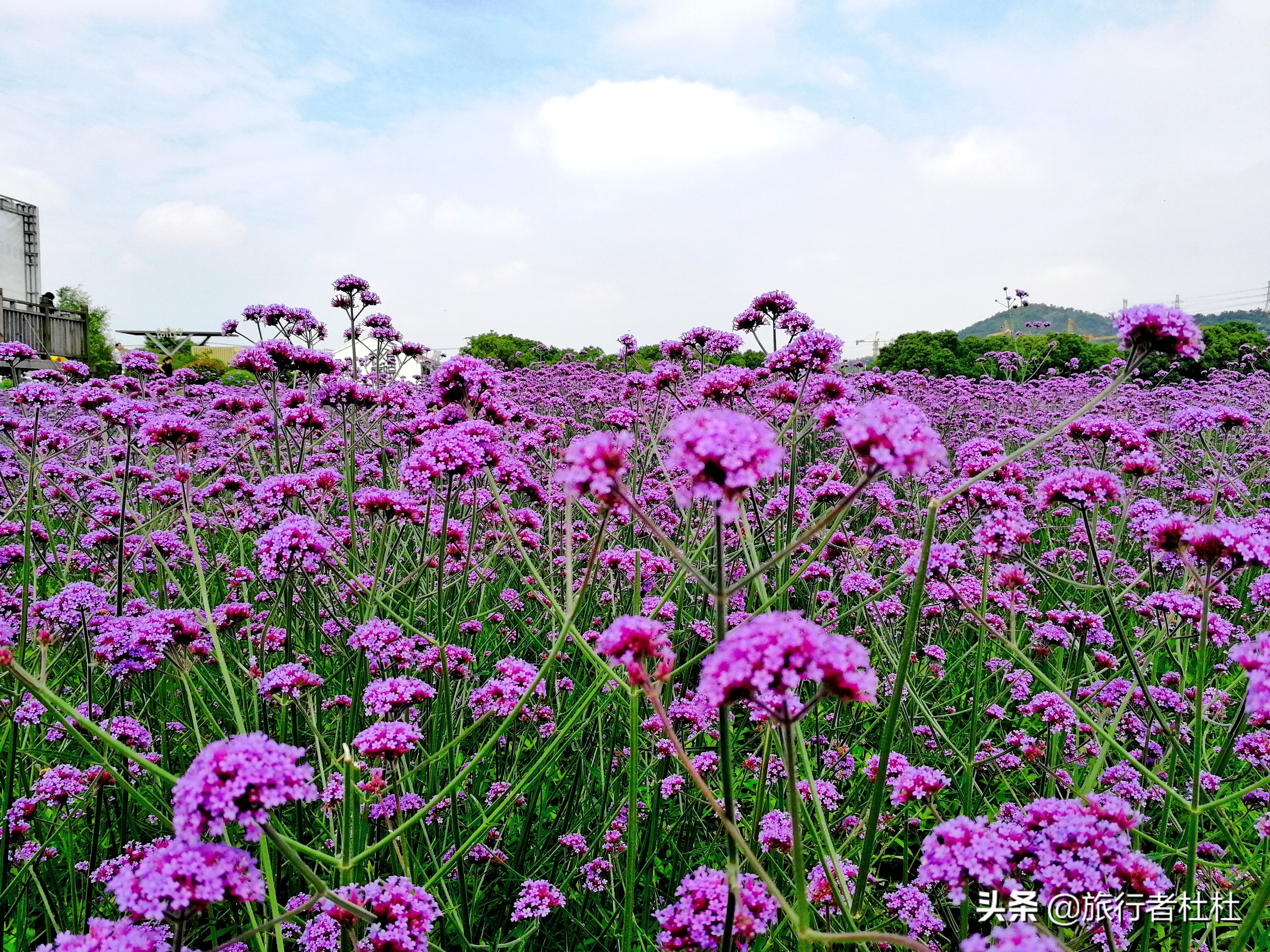 江北荪湖马鞭草花园,荪湖马鞭草花海要买票吗