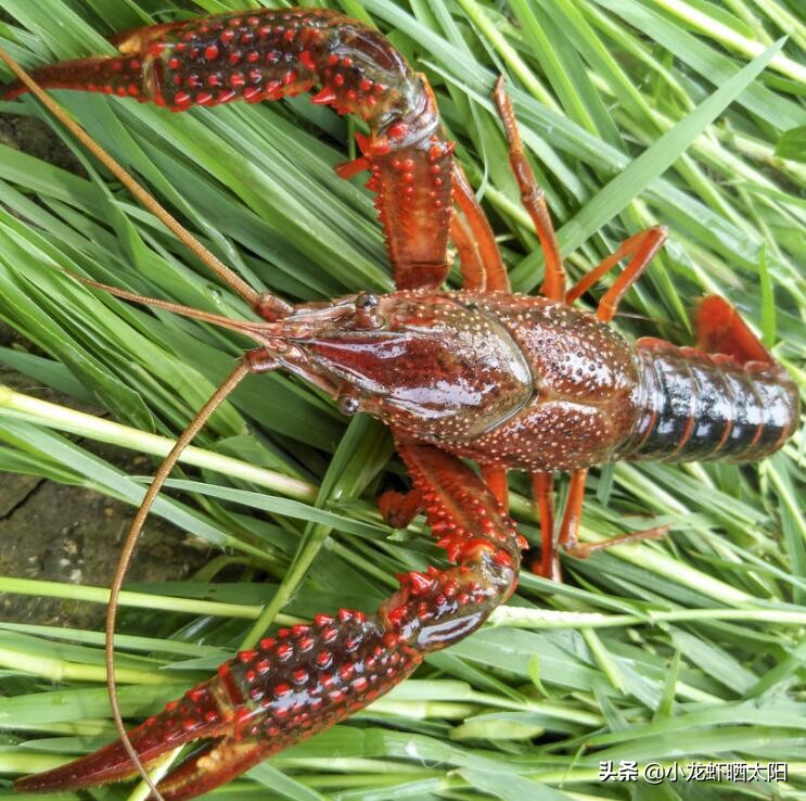 想要小龙虾香放什么,要想虾养得好