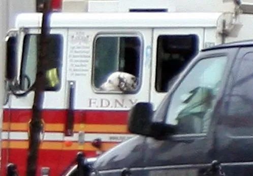 消防犬斑点狗技能,美国消防犬斑点狗