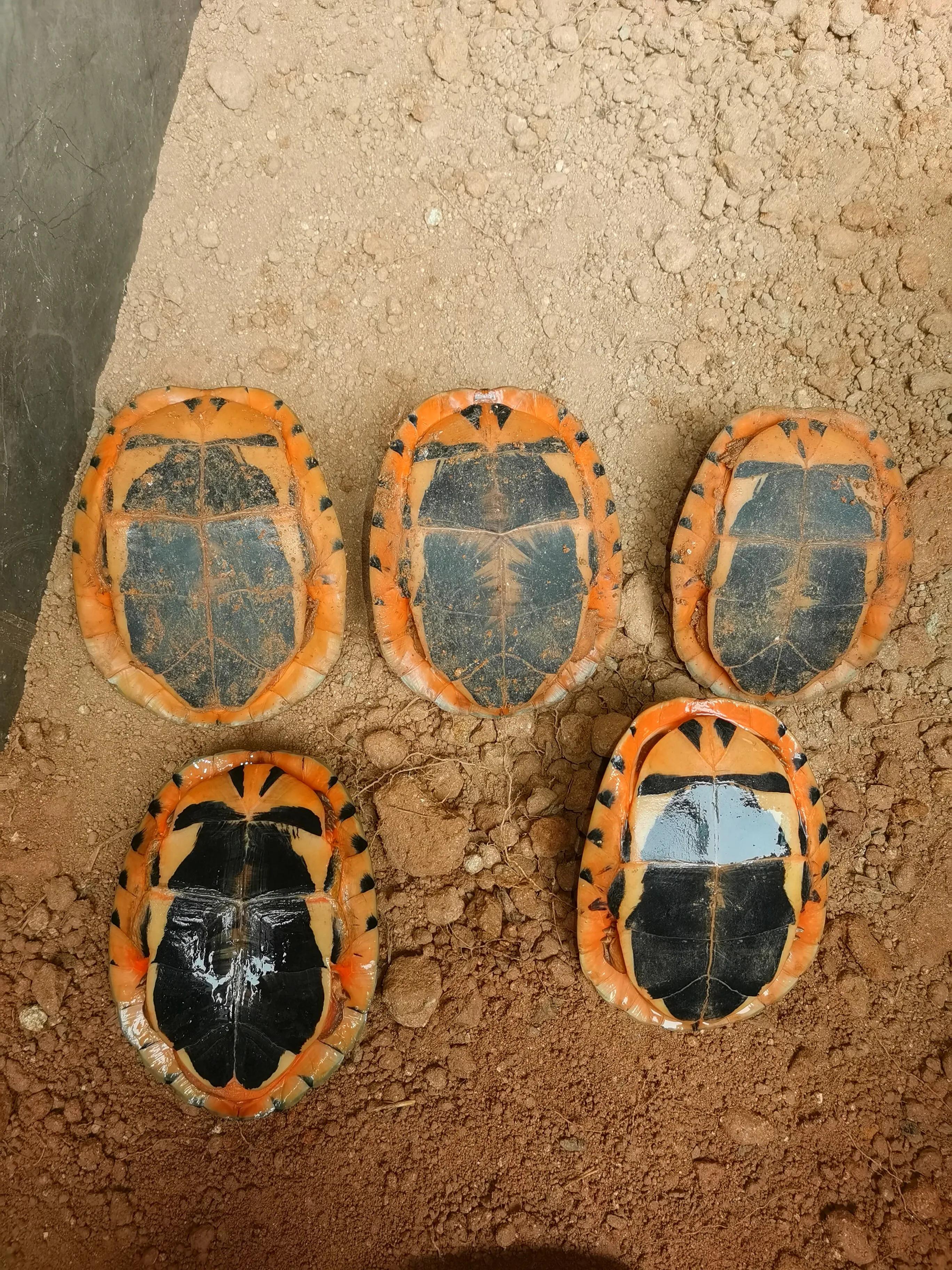 乌龟冬眠后不进食怎么回事,乌龟冬眠要喂吃的吗