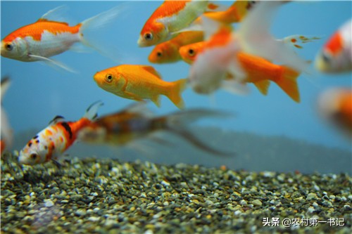 怎么养小金鱼不容易死？农村第一书记7个方法教你区分公母鱼！