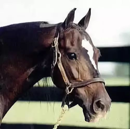 战马颜色,战马的区别