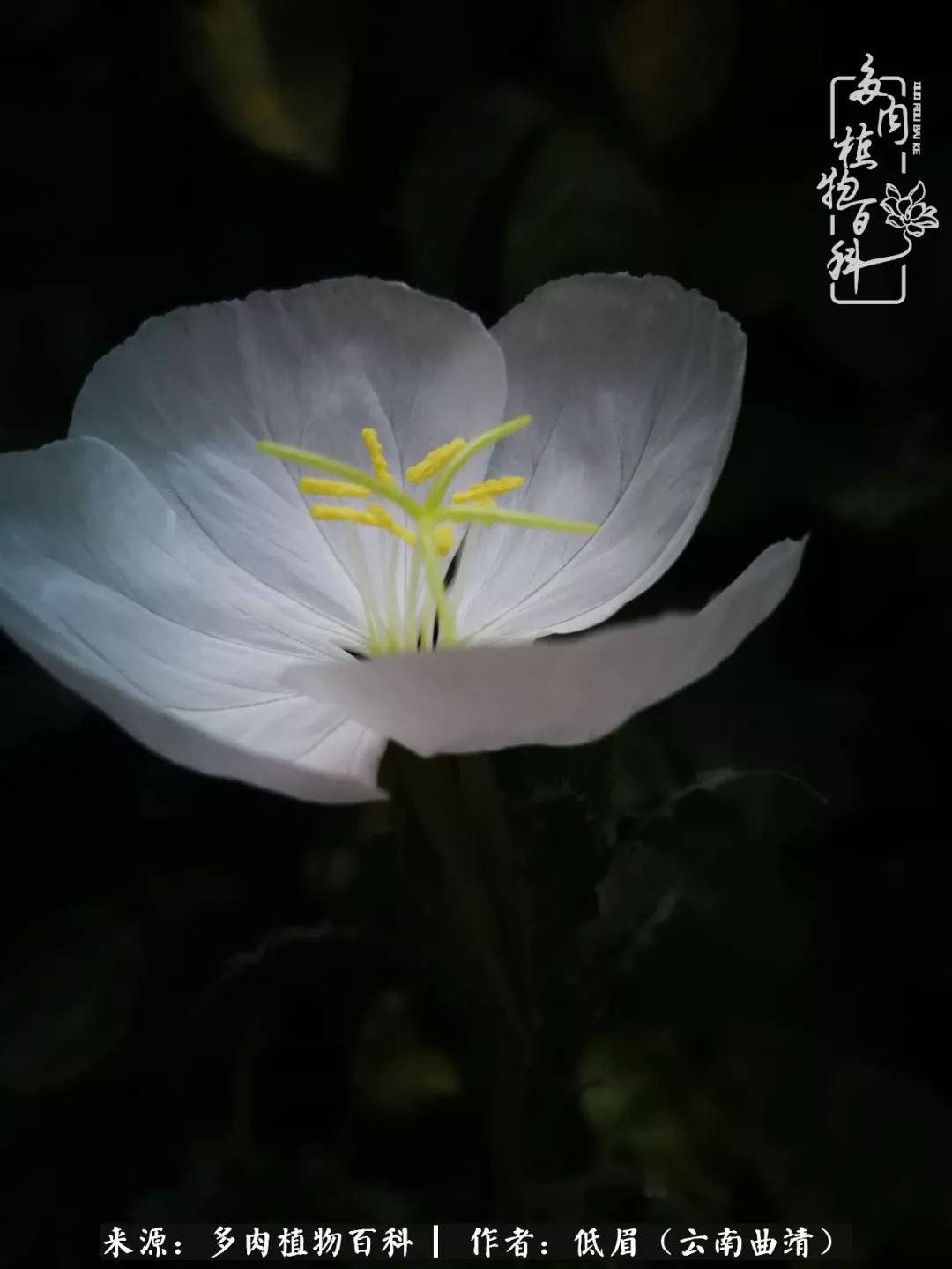 多肉看多了审美疲劳，今晚上点不一样的野味