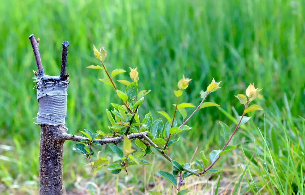 别把“嫁接”想得太苦太难，掌握6个窍门，它可是很好玩的活儿