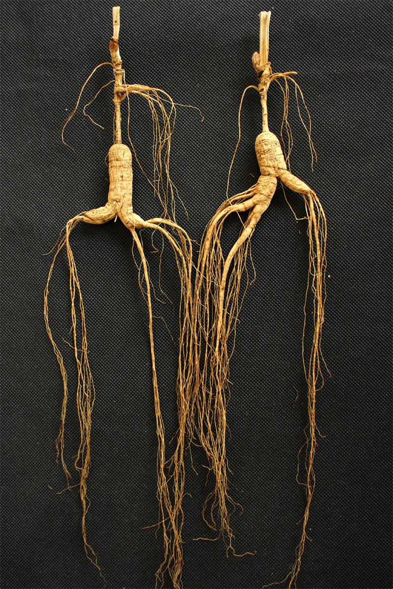 《神农识药》疏调抗艾汤人参