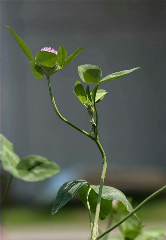 植物图鉴素材图,植物图鉴紫罗兰