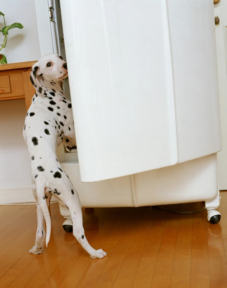 101斑点狗进化史,101斑点狗中哪些是亲生的狗狗