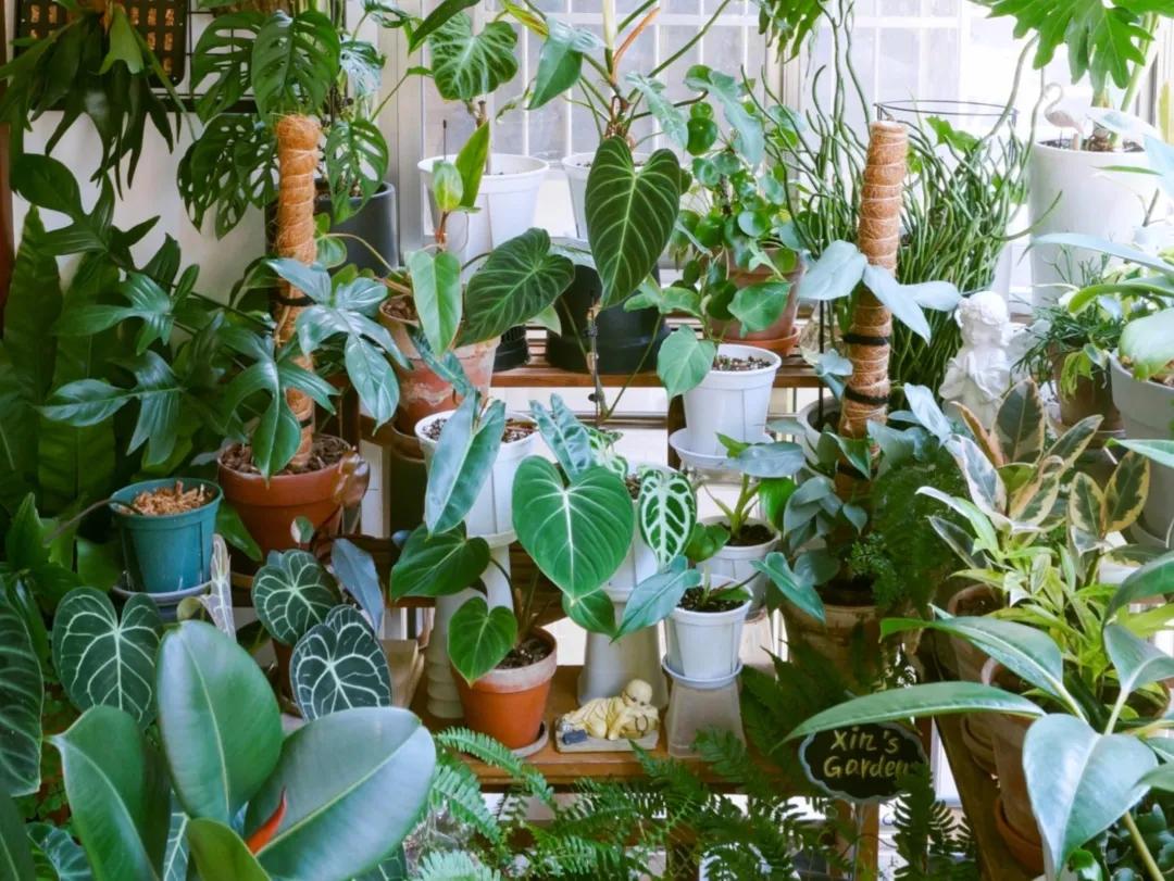 没花园怎么种花？从东北到广东，4位大神在室内种出植物园，绝美