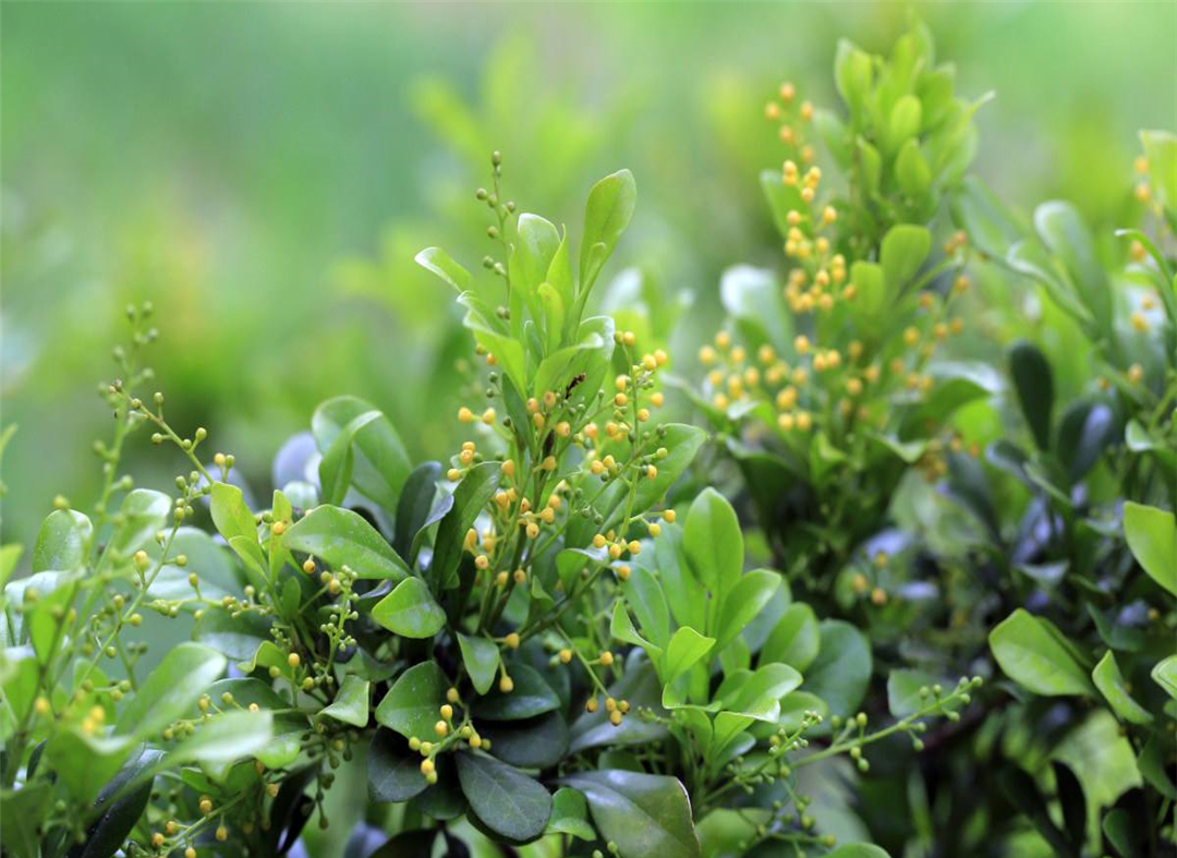 米兰花掉叶子是什么原因,怎样才能使掉叶的米兰花再长叶子