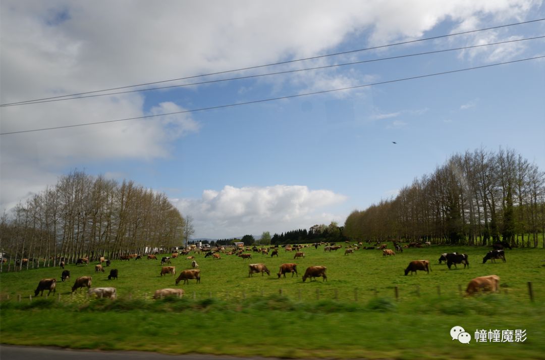 新西兰见闻录100,新西兰生活见闻