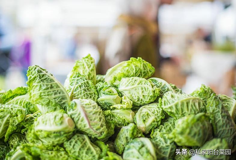 阳台种菜发芽后烂根,阳台种菜发芽后移植