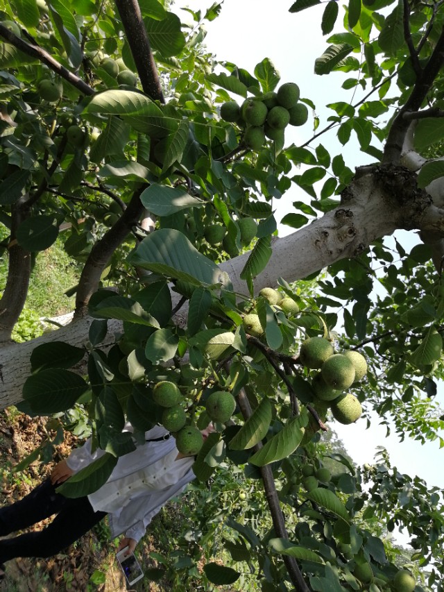 核桃树不结果是咋回事,核桃树不结果啥原因