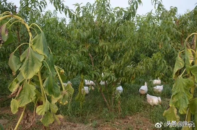 90后姑娘从城市回四川农村,90后姑娘从城市回到四川农村